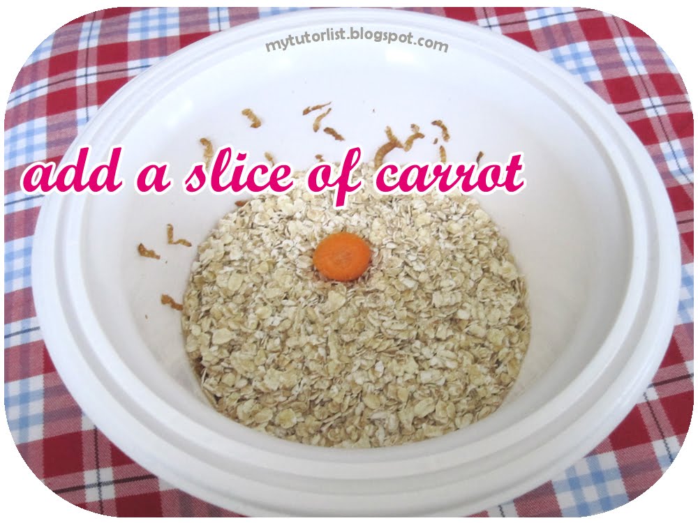 Behind How To Start A Mealworm Colony