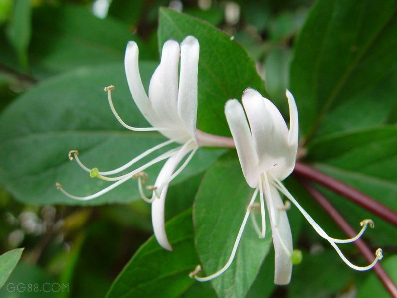 Flower Picture Honeysuckle Picture