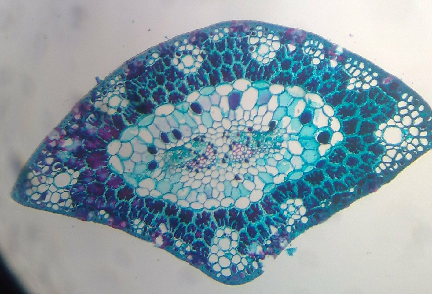 BIOLOGY STUDY MATERIALS