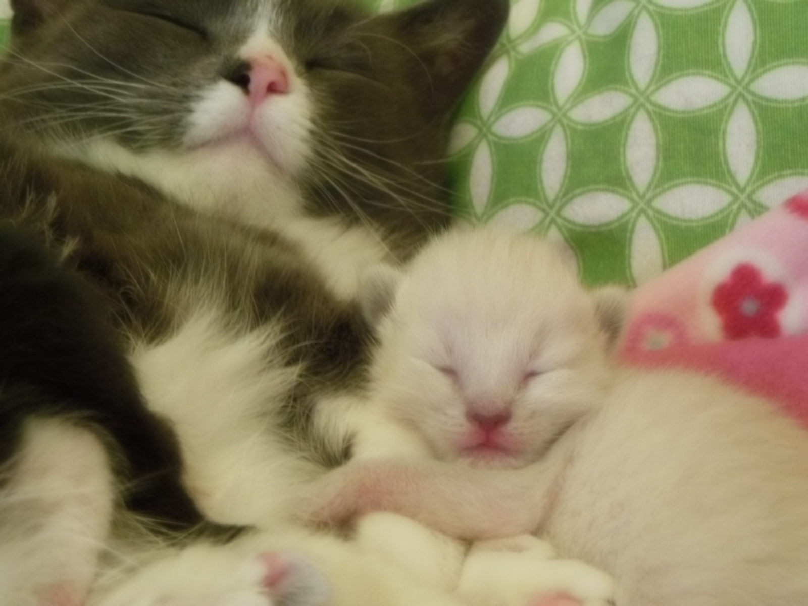 when do kittens open their eyes when do kittens open their eyes