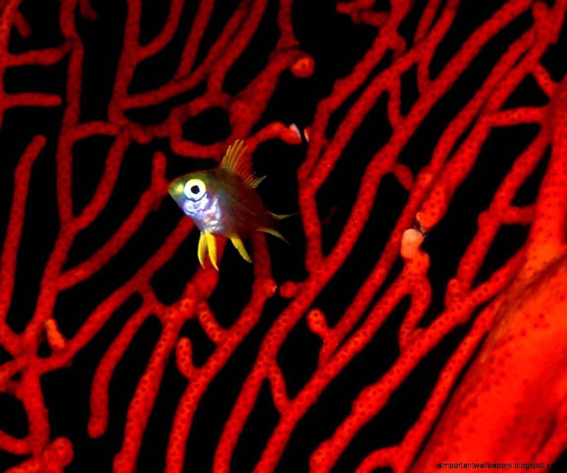 Lemon Damselfish Wallpaper Free Aquatic Wallpapers Lemon Damselfish Wallpaper Free Aquatic Wallpapers