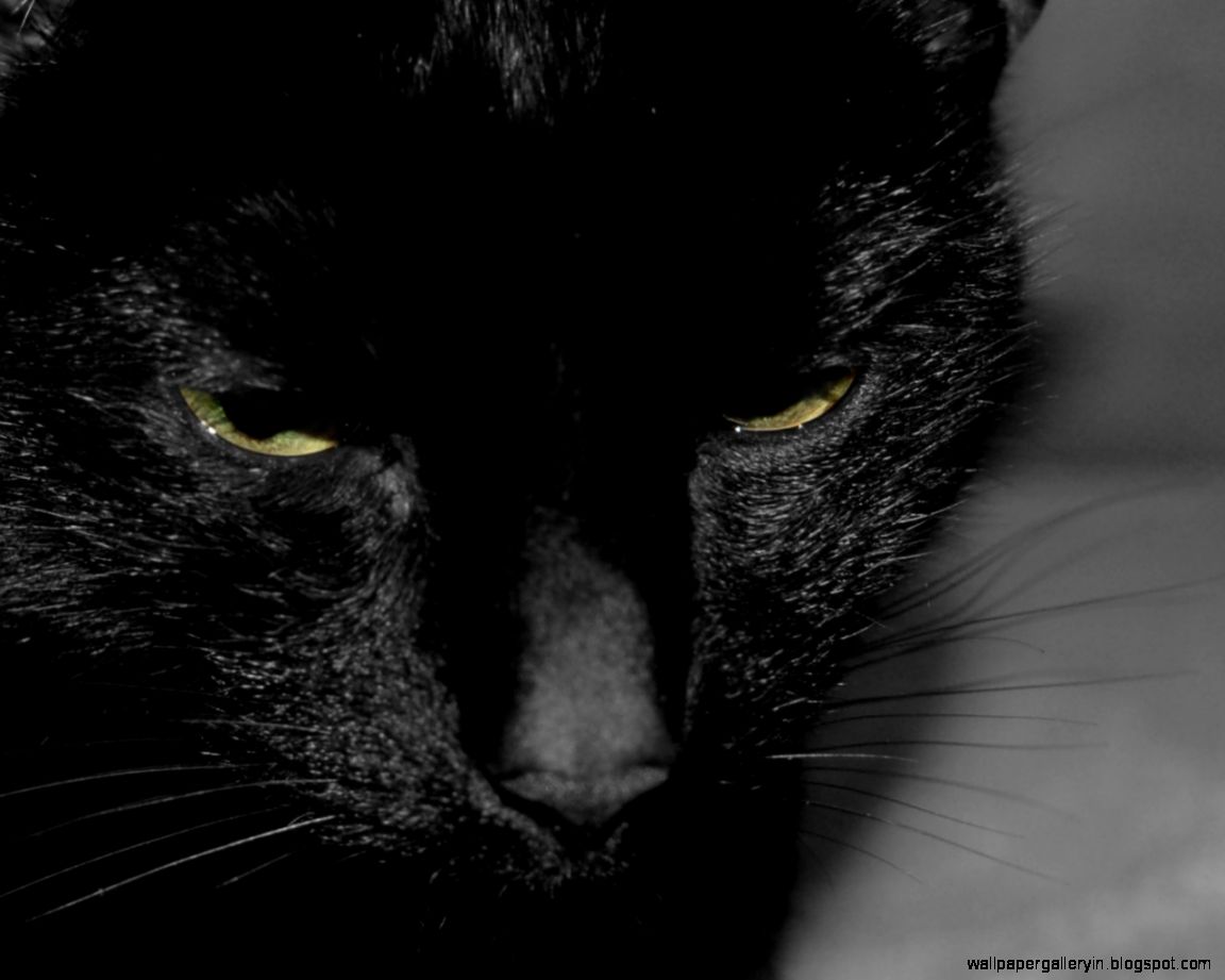 Black Cat Desktop Black Cat Desktop