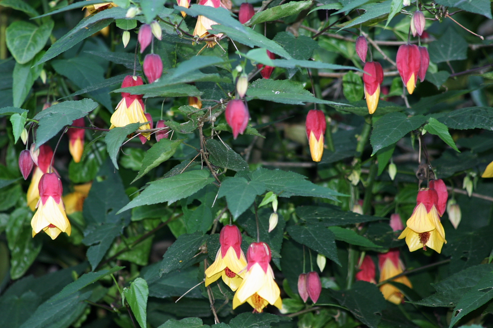 Abutilon Kentish Belle