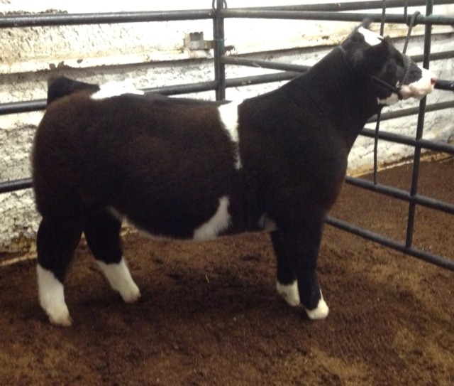 From Kyle McCracken Bodacious Steer For Sale Lautner Farms