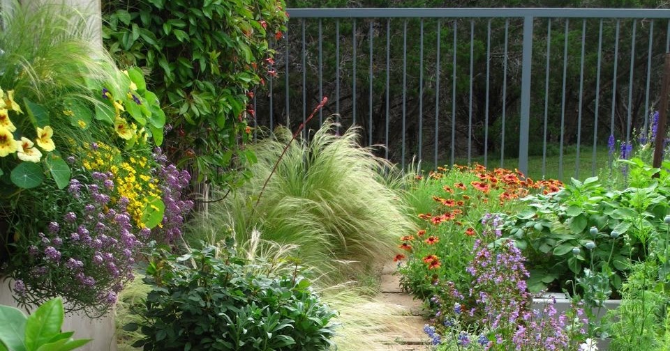 ROCK ROSE A SERIOUSLY GOOD PRUNING