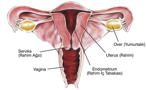 Buy nolvadex or clomid online Buy nolvadex or clomid online