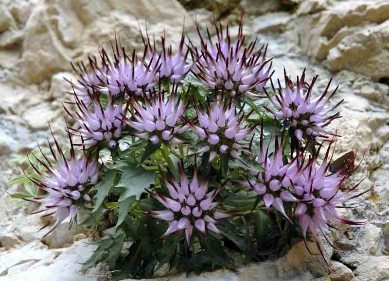 Trees Planet: Physoplexis comosa - Devil’s Claw