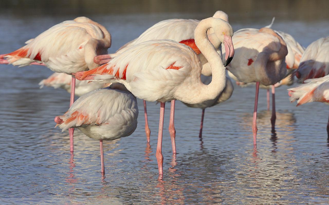 Big Birds Wallpapers - Entertainment Only