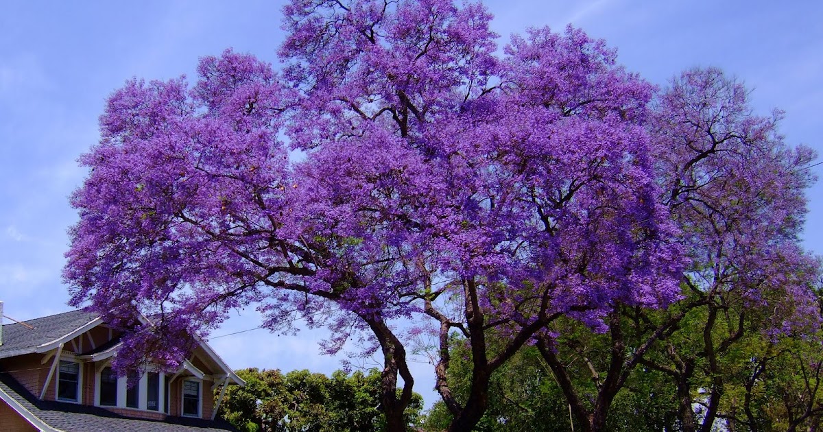 pasadena jacaranda trees pasadena jacaranda trees