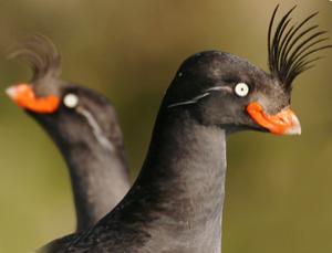 head feathers birds seabird sensory device evolve did evolved seabirds