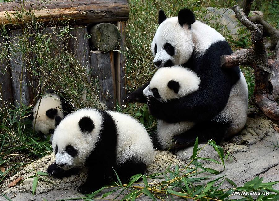 ANIMALE DOMESTICE SI SALBATICE DIN TOATA LUMEA: ursul panda