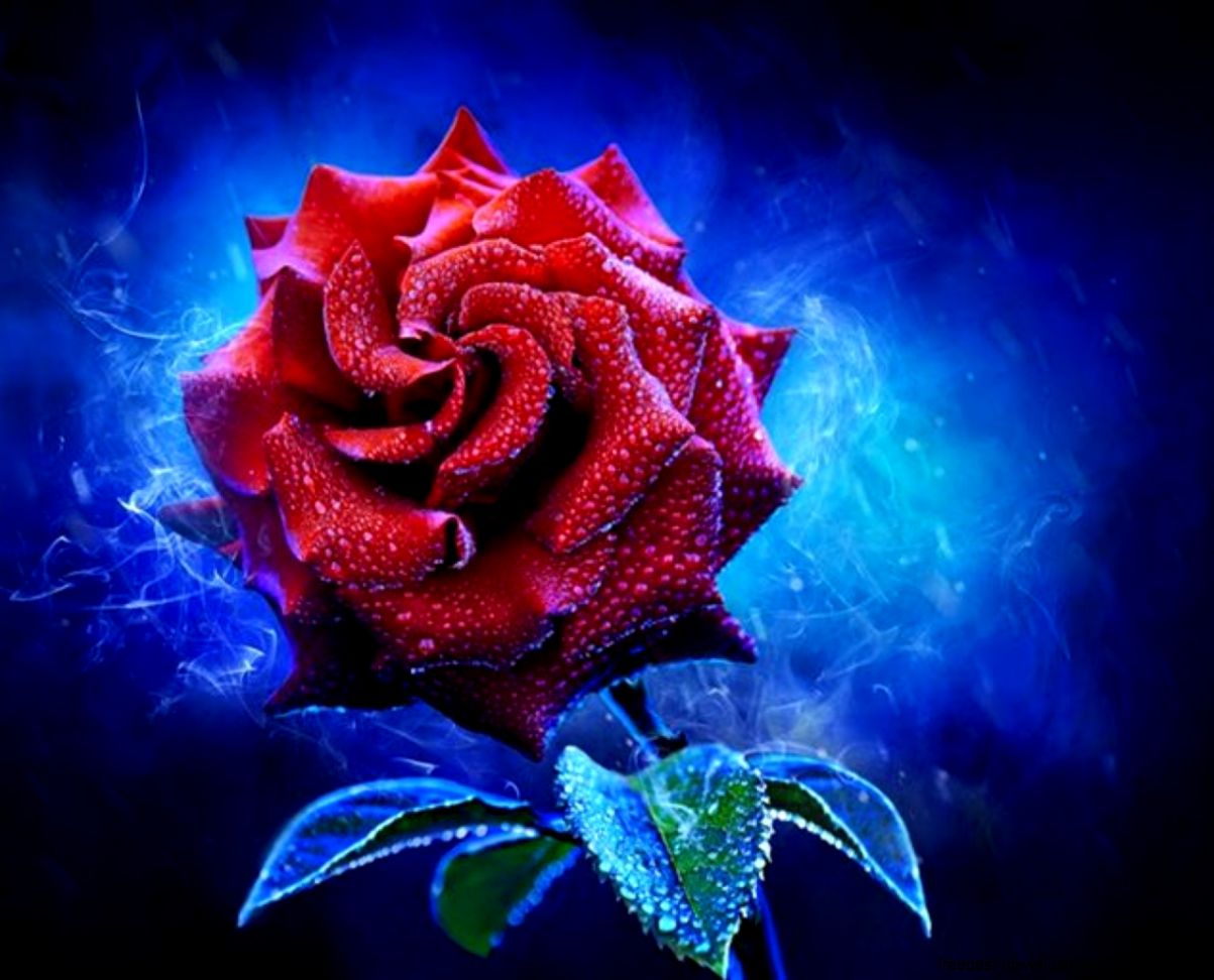 Smoking Rose Red Smoke Leaves Beautiful 3d Smoking Rose Red Smoke Leaves Beautiful 3d