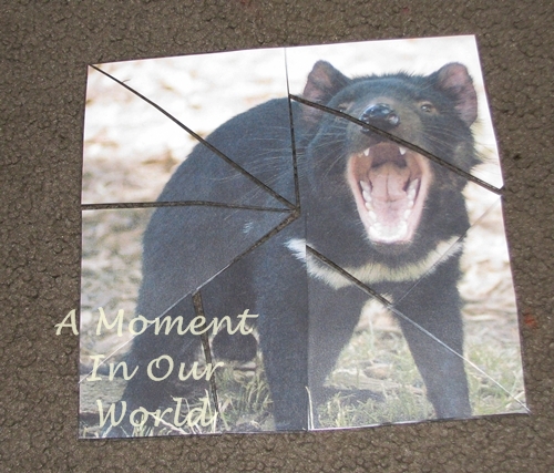 Tasmanian Devil Lapbook - Simple Living. Creative Learning