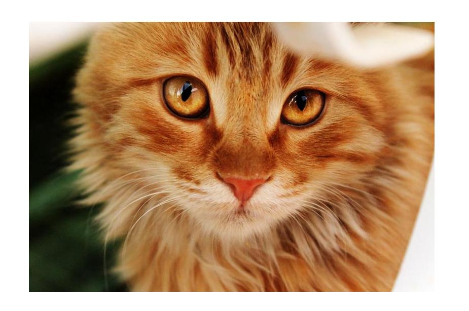 Orange Cat With Amber Eyes Orange Cat With Amber Eyes