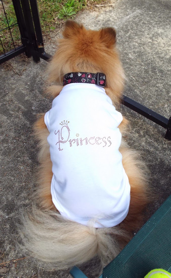 accessorize dog jumper