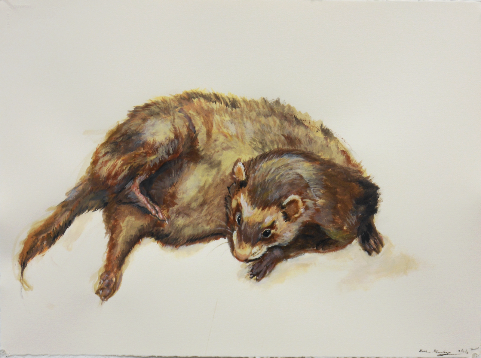 Black-footed ferret recovery program image