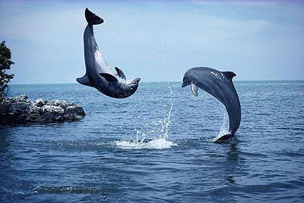 One Dolphin Jumping