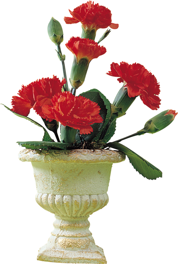 carnations in pots