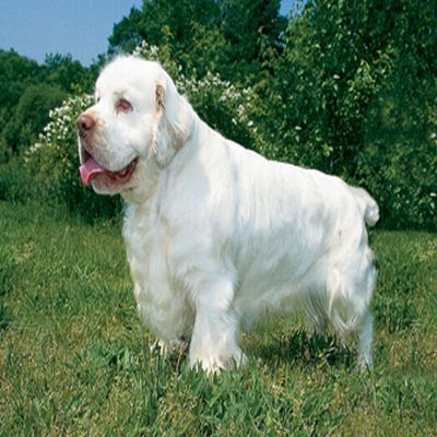 Clumber Spaniel Puppy