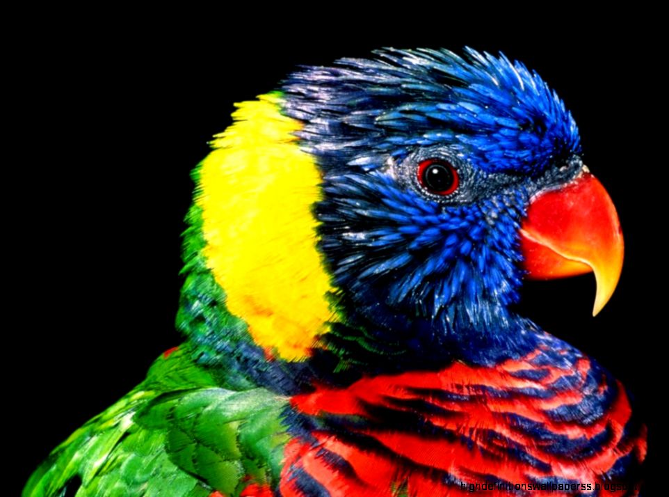 Rainbow Bird Beautiful Wallpaper HD 6175 Wallpaper Rainbow Bird Beautiful Wallpaper HD 6175 Wallpaper