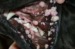 wart in dog mouth barca fontanacountryinn com wart in dog mouth