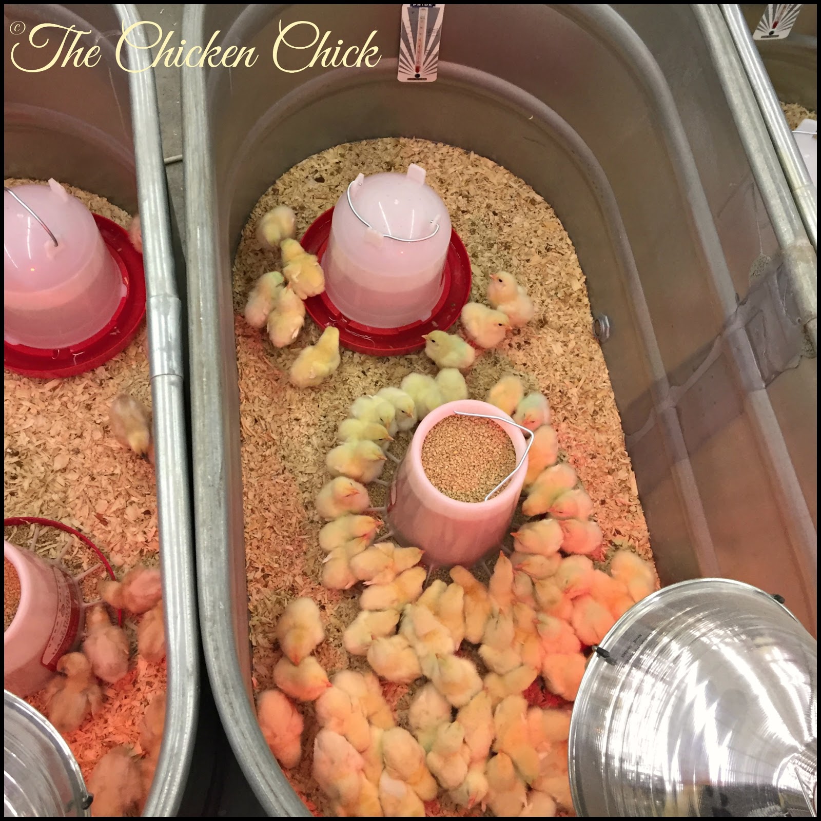 Flock Focus Friday 4/22/16 Spring Happenings The Chicken Chick®