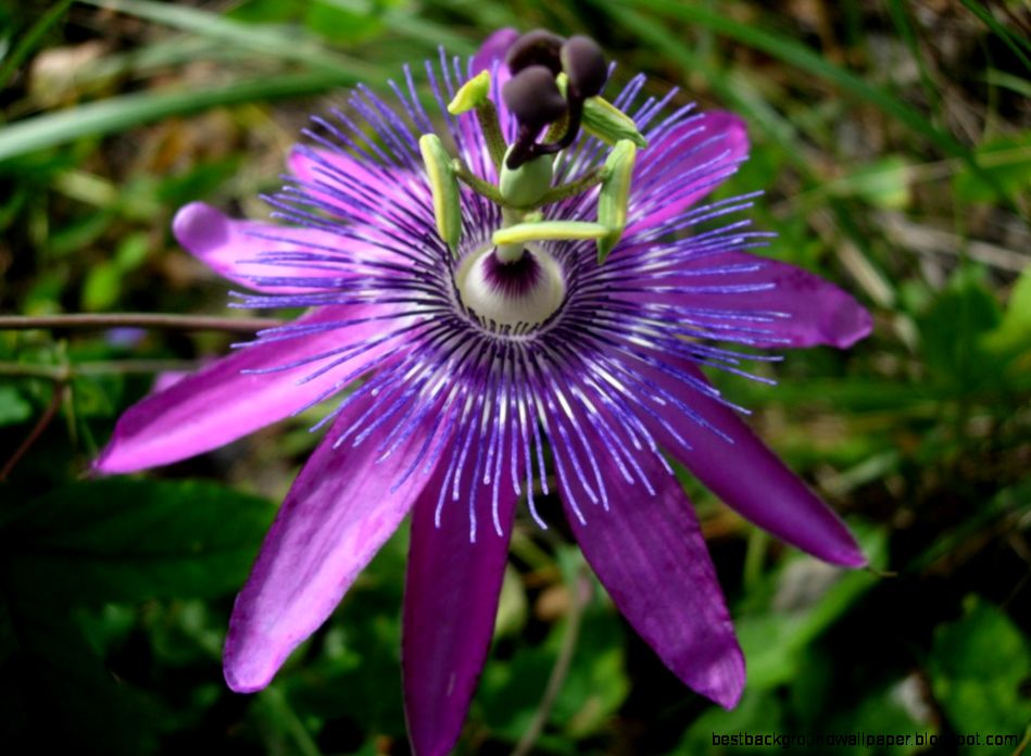 Images of Purple Passion Flower Flower Meanings Pictures and Photos Images of Purple Passion Flower Flower Meanings Pictures and Photos