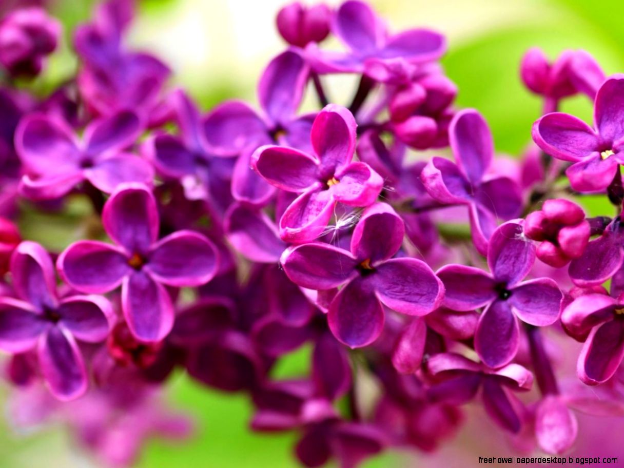 Beautiful Purple Lilac Flowers HD Wallpaper  Flower Meanings Beautiful Purple Lilac Flowers HD Wallpaper  Flower Meanings