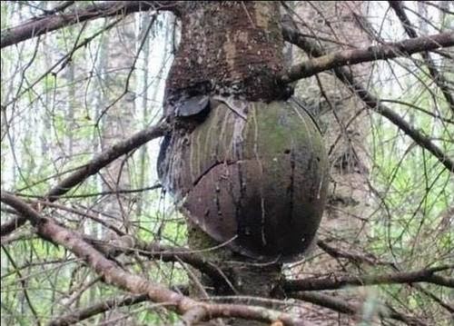 Objetos militares atrapados en árboles. 