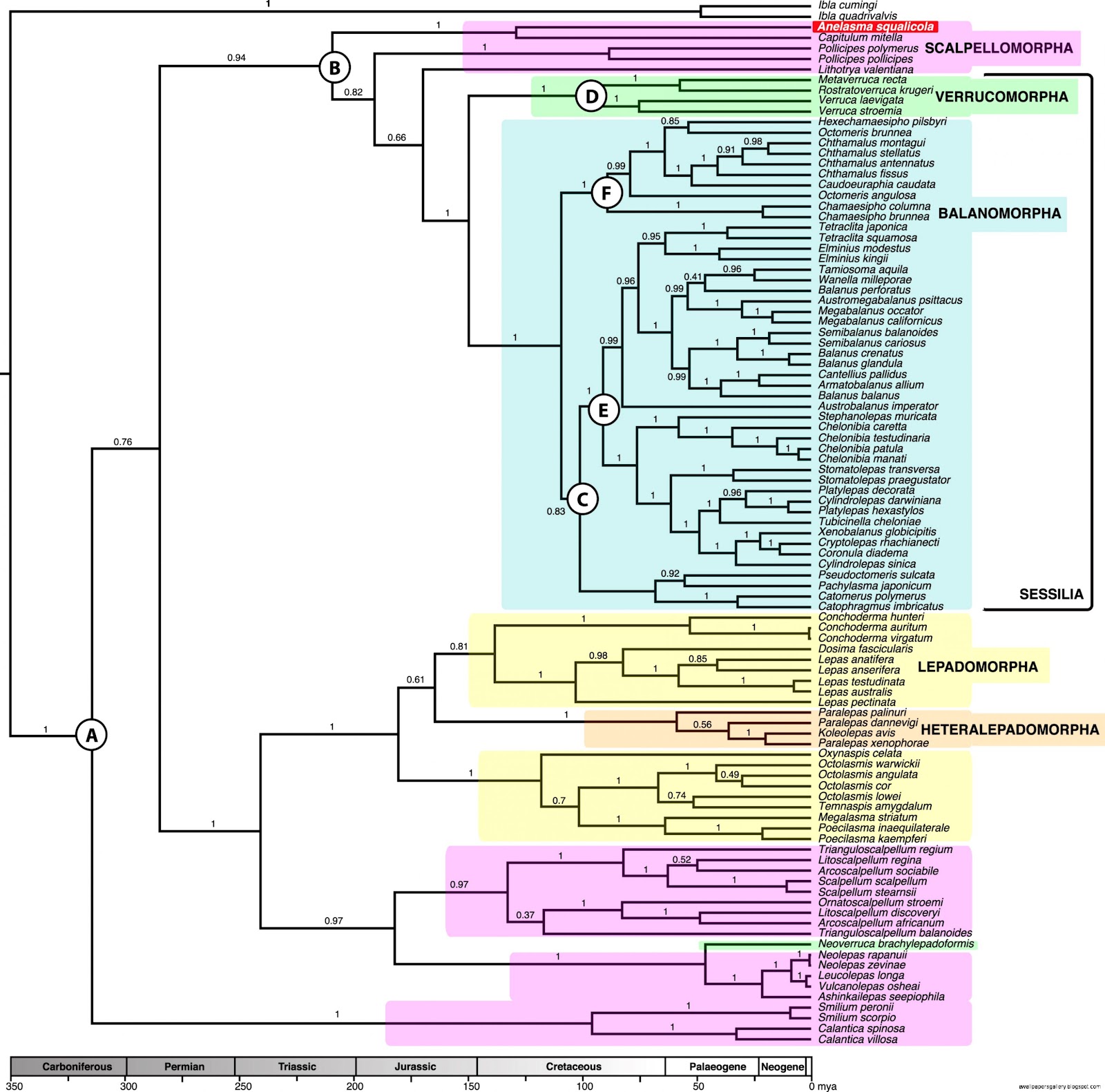 Pollicipes Pollicipes 8 Games Download Pollicipes Pollicipes 8 Games Download