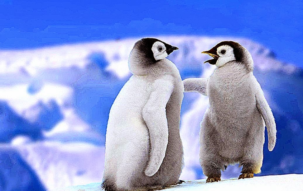 Penguins Widescreen HD Wallpapers HD Wallpapers Inn Penguins Widescreen HD Wallpapers HD Wallpapers Inn