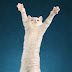 Cream Mackerel Tabby British Shorthair