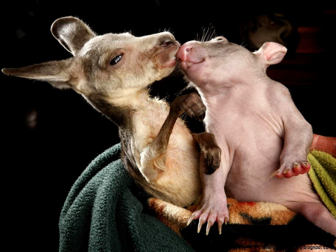 Cute unlikely animal families pairings Cute unlikely animal families pairings