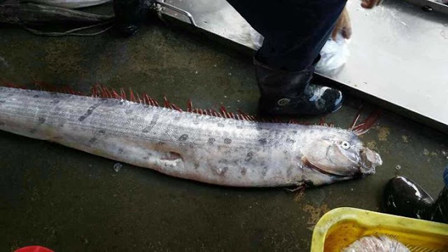 地震鱼 皇带鱼 马来西亚 柔佛 Malaysia Johor Regalecus glesne