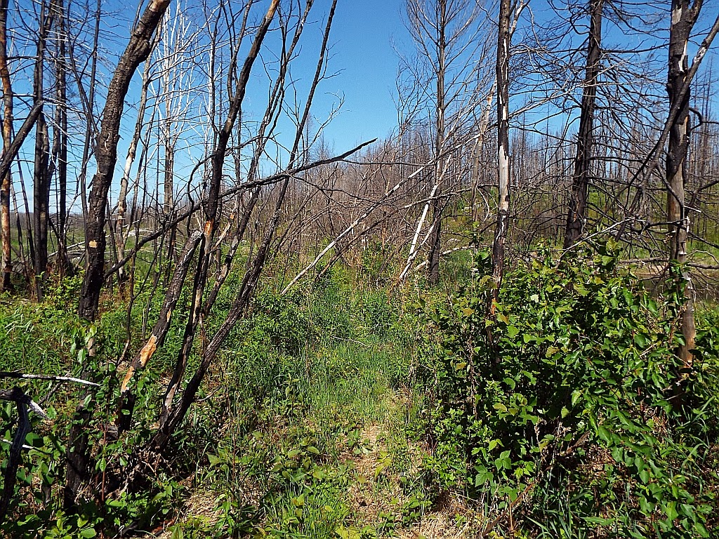 American Grouch Hiking the Boundary Waters Canoe Area Wilderness