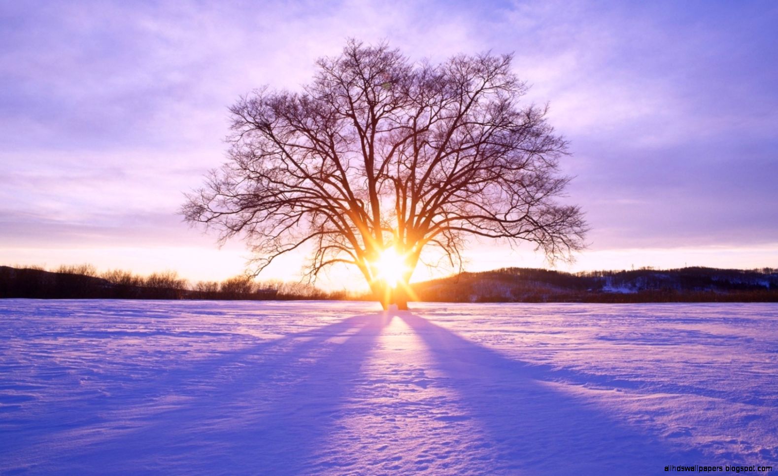 1500x500 Shiny Sun Tree Snow Scenery Twitter Header Photo 1500x500 Shiny Sun Tree Snow Scenery Twitter Header Photo