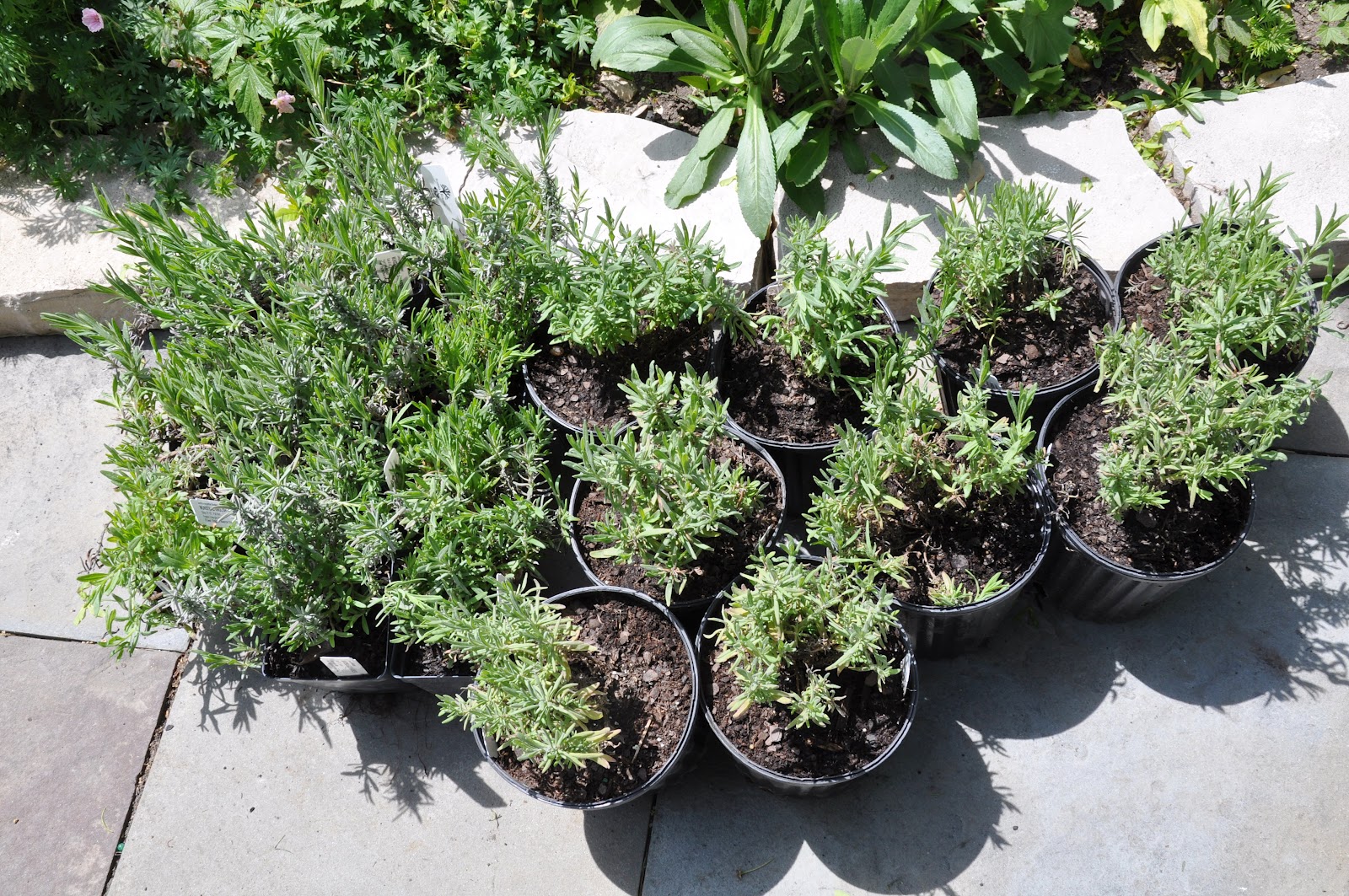 Serendipity Refined Blog: This Week In My Garden - Lavender Lovelies