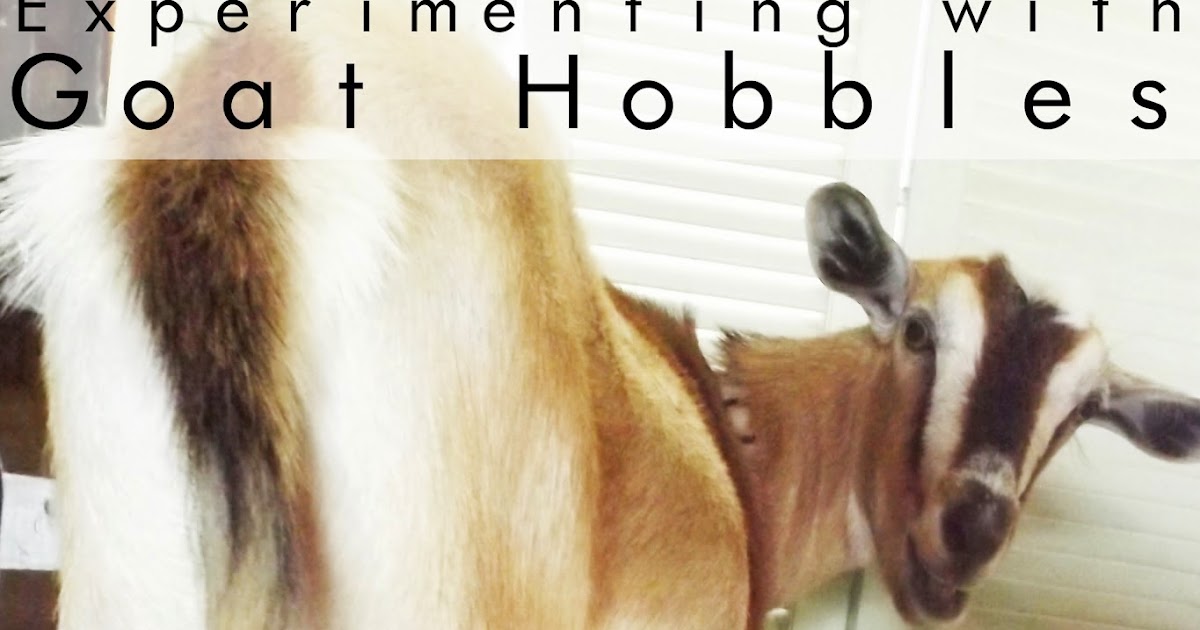 Heart of the King Farm Experimenting with Goat Hobbles