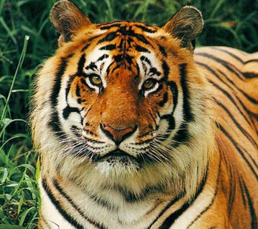 En Güzel Kaplan Fotoğrafları, Kaplanlı Resimler Bizimzaman