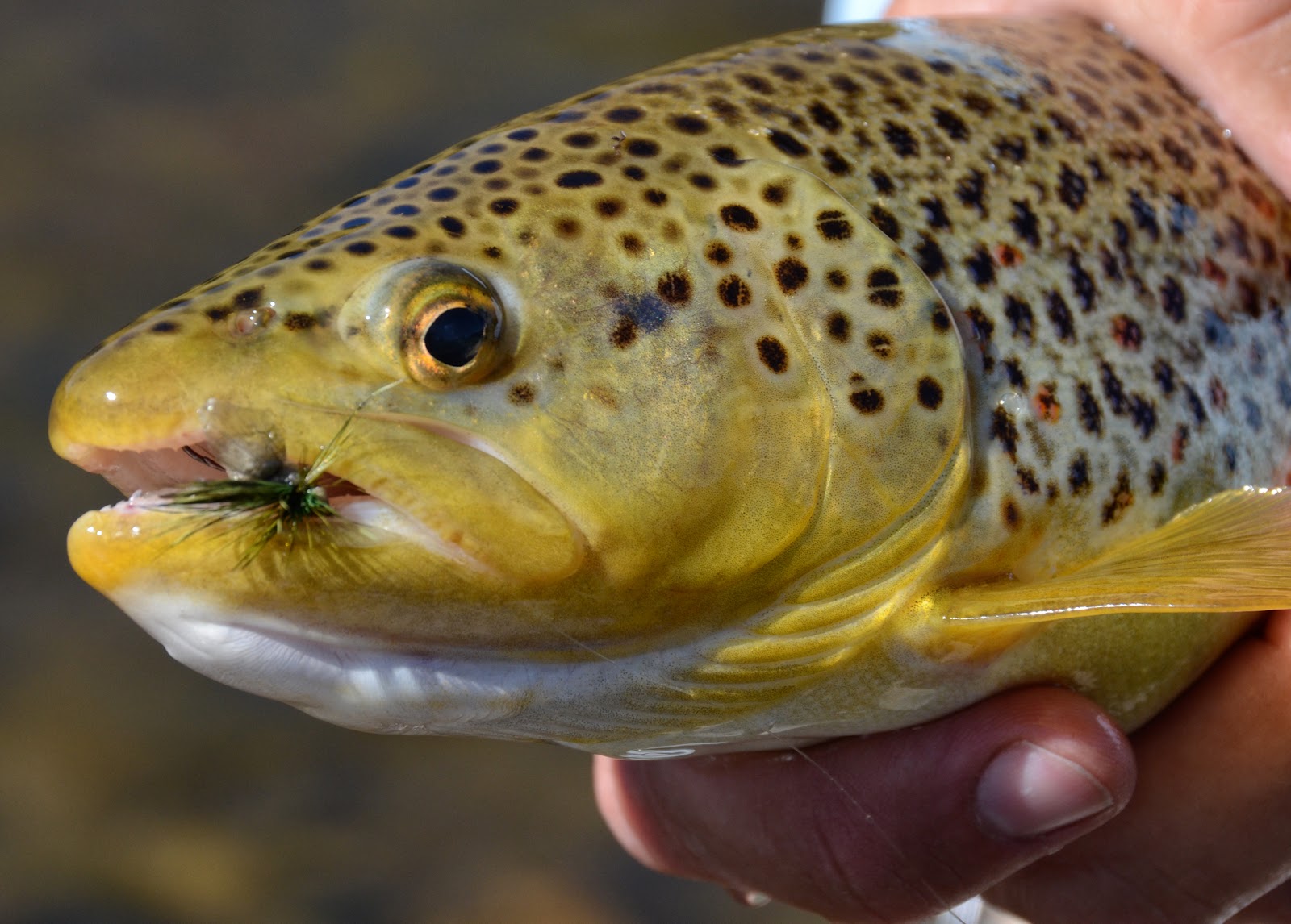 Drakes Fripple Style Fly Fish Food Fly Tying and Fly Fishing