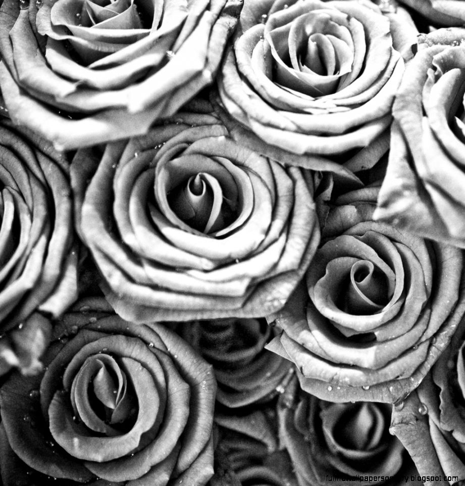 Black And White Rose Wallpaper WallpaperSafari Black And White Rose Wallpaper WallpaperSafari