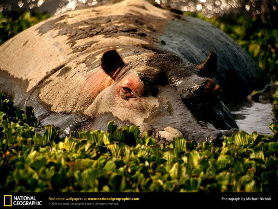 Hippo Picture Hippo Desktop Wallpaper Free Wallpapers Download Hippo Picture Hippo Desktop Wallpaper Free Wallpapers Download