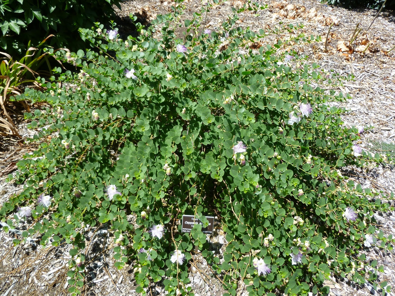 Real World Gardener The Great Garden Caper