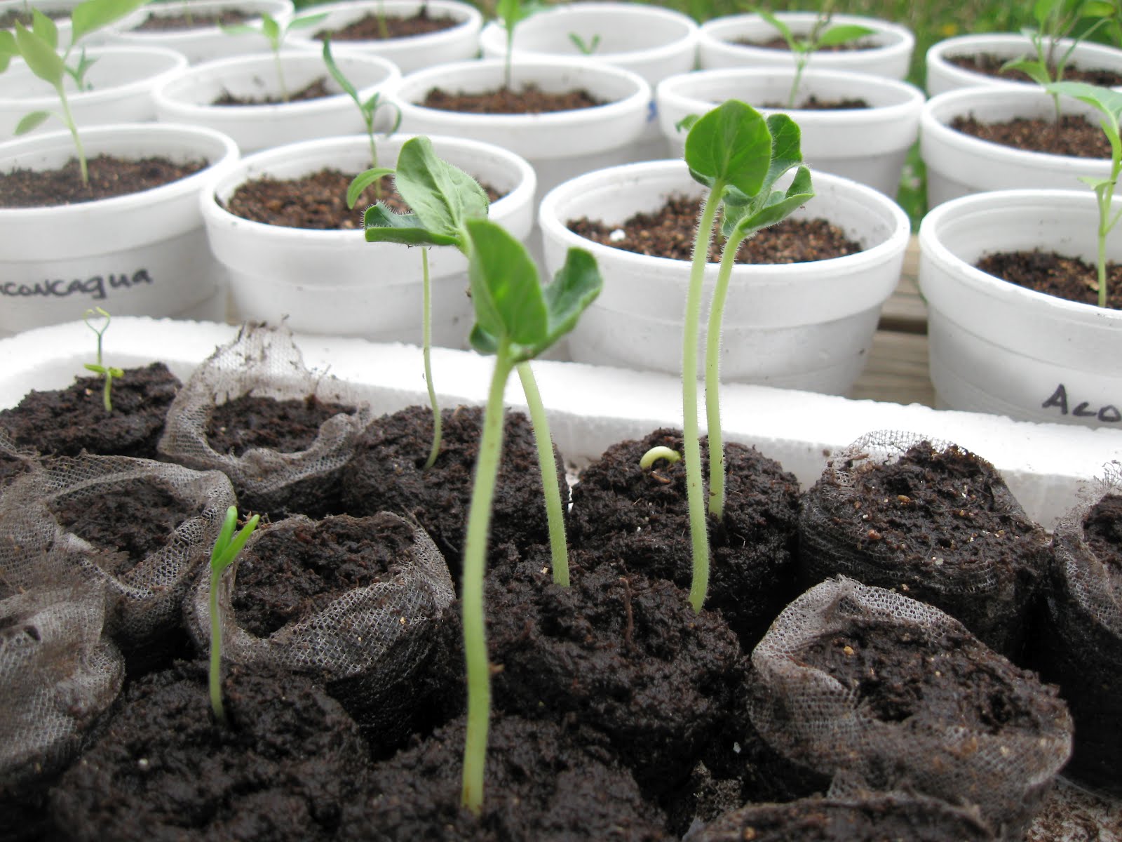 Kentucky Fried Garden Okra Has Germinated and Hardening Off Seedlings