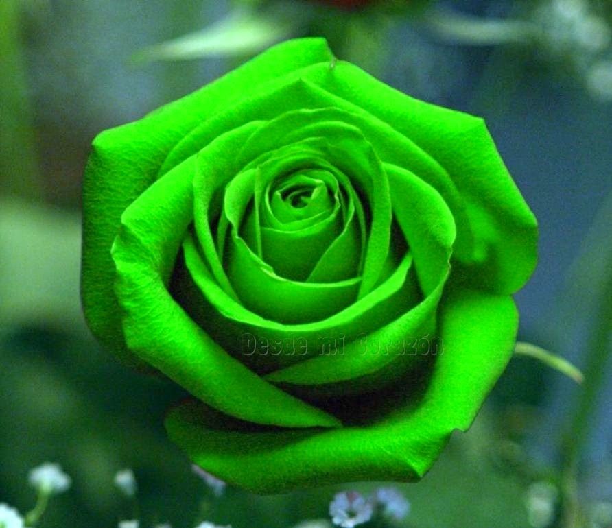 sementes-de-rosas-verdes-exoticas_MLB-F-3633299083_01201.jpg