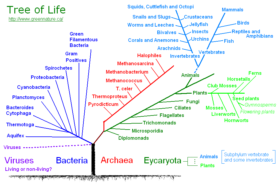what does the tree of life show biology