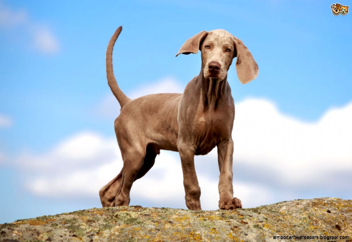 Is a Weimaraner the right dog for you  Pets4Homes Is a Weimaraner the right dog for you  Pets4Homes