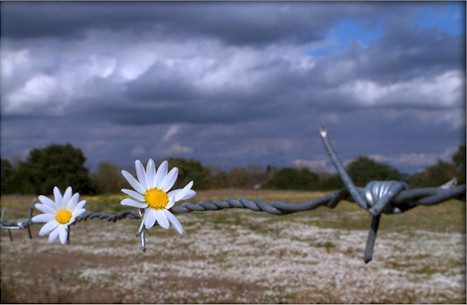 ALGUMAS FARPAS TÊM FLORES