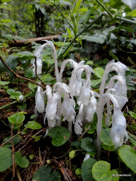 Indian Pipe Monotropa Uniflora