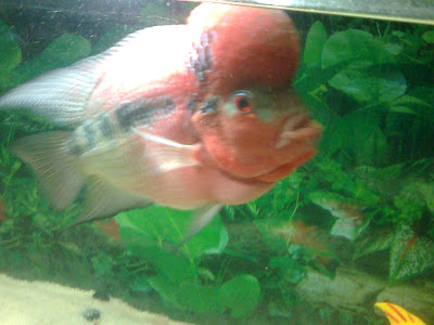 flowerhorn fish ahmedabad